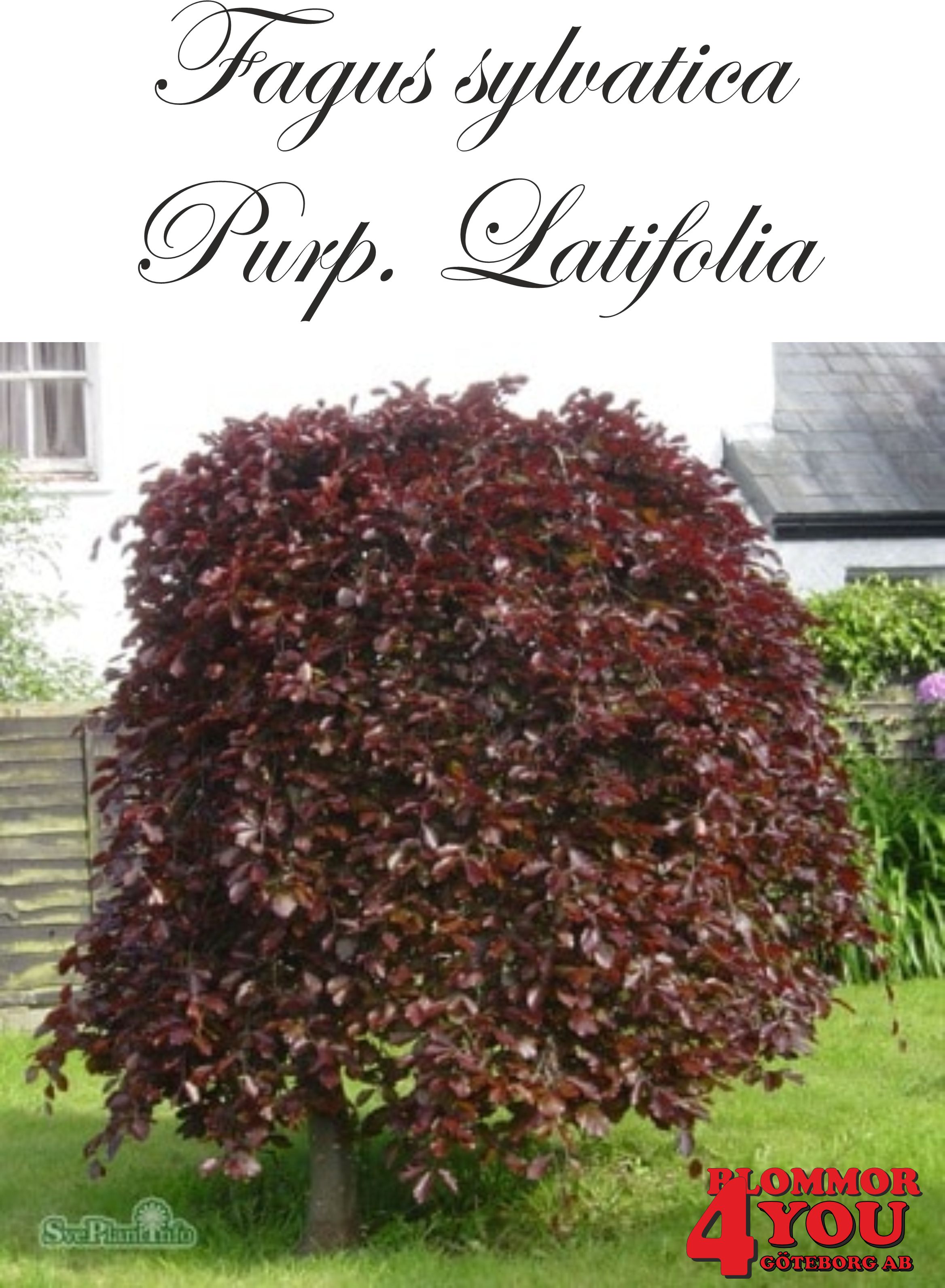 Fagus syl. (Purpurbl.) Purp. Latifolia     Utr 175-200 Co / Klump