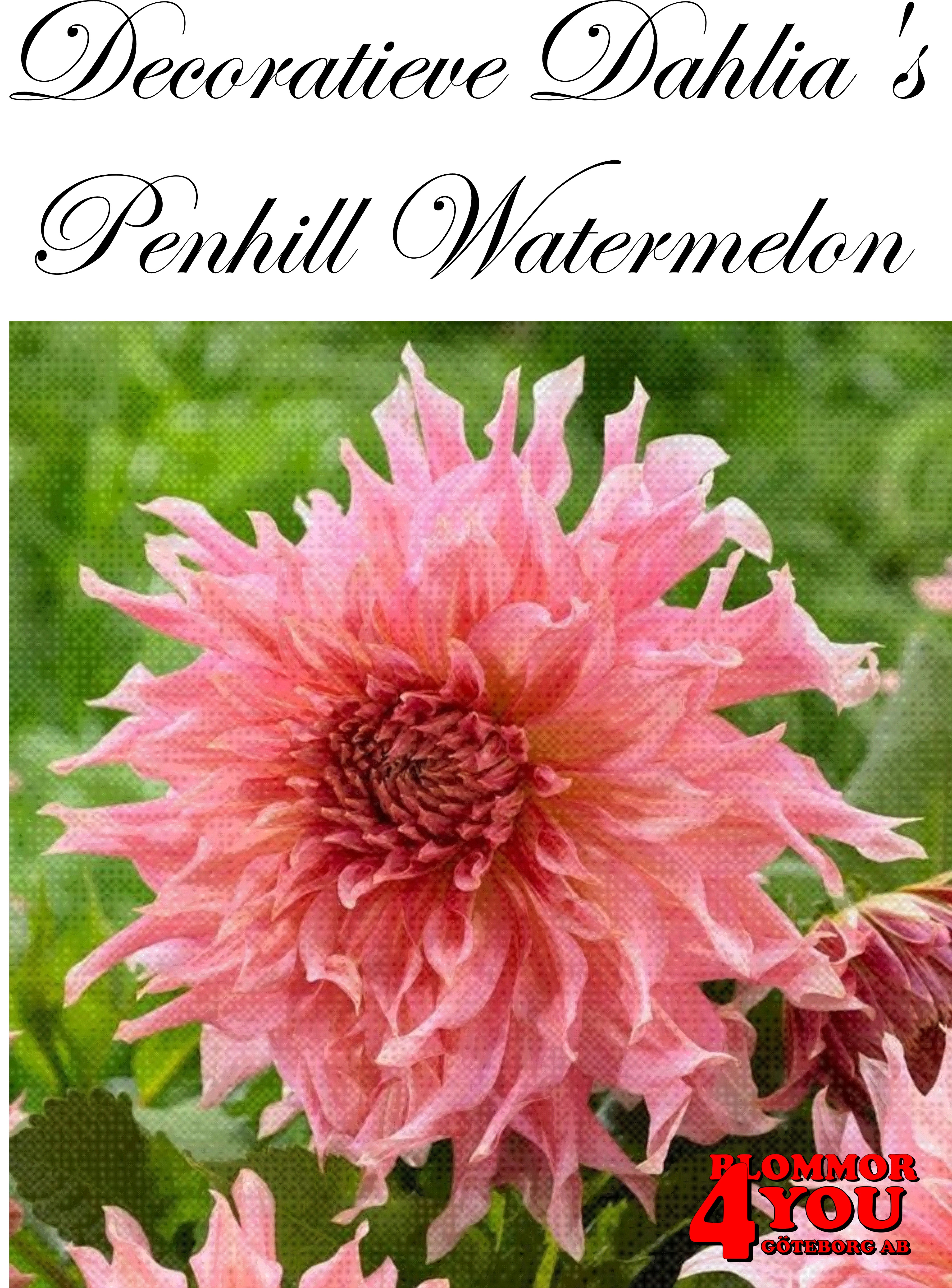 Dahlia Penhill Watermelon