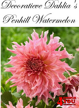 Dahlia Penhill Watermelon