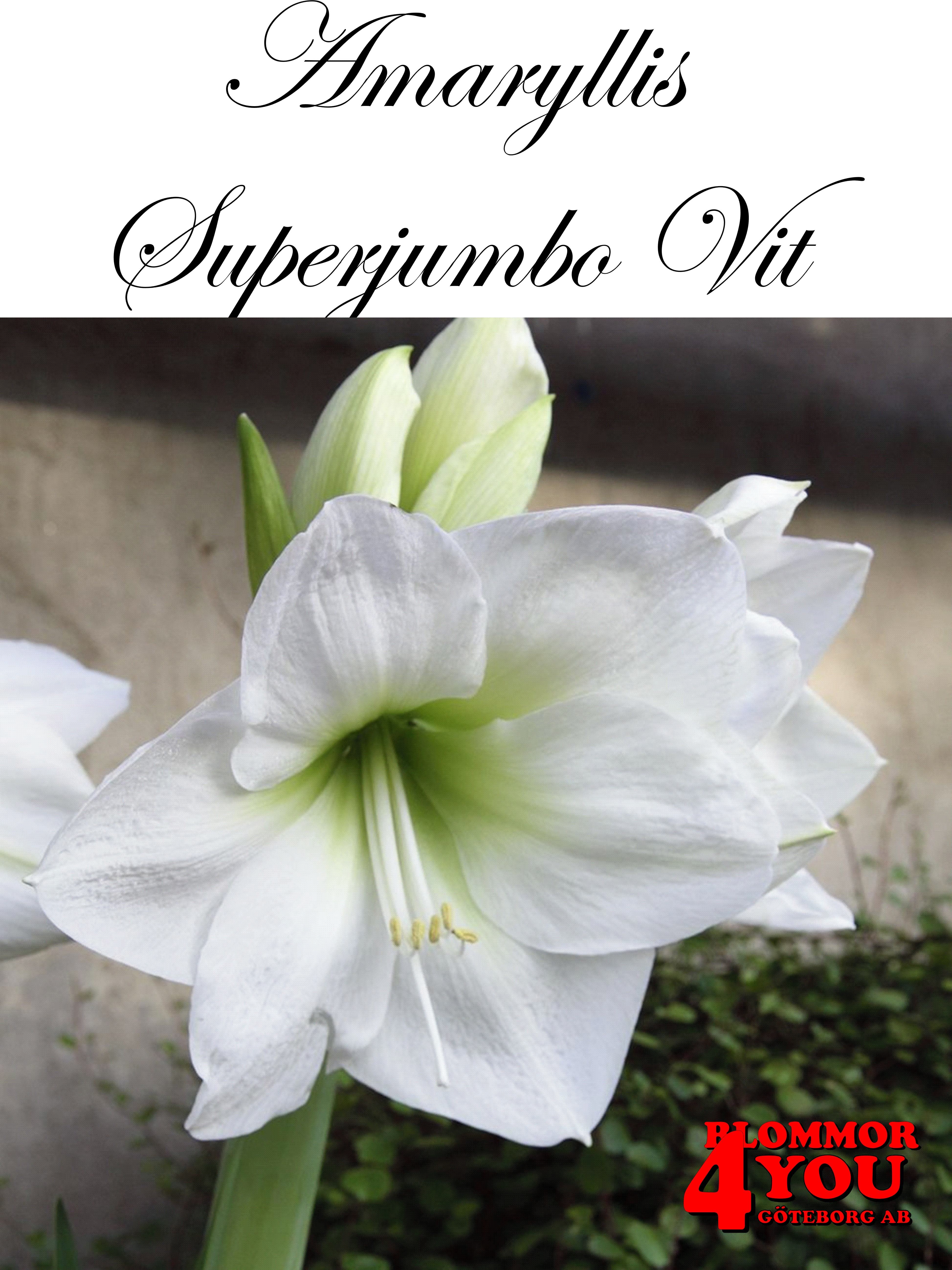 Amaryllis   Superjumbo Vit  Lökstorlek: 40/++
