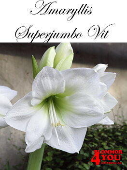 Amaryllis   Superjumbo Vit  Lökstorlek: 40/++