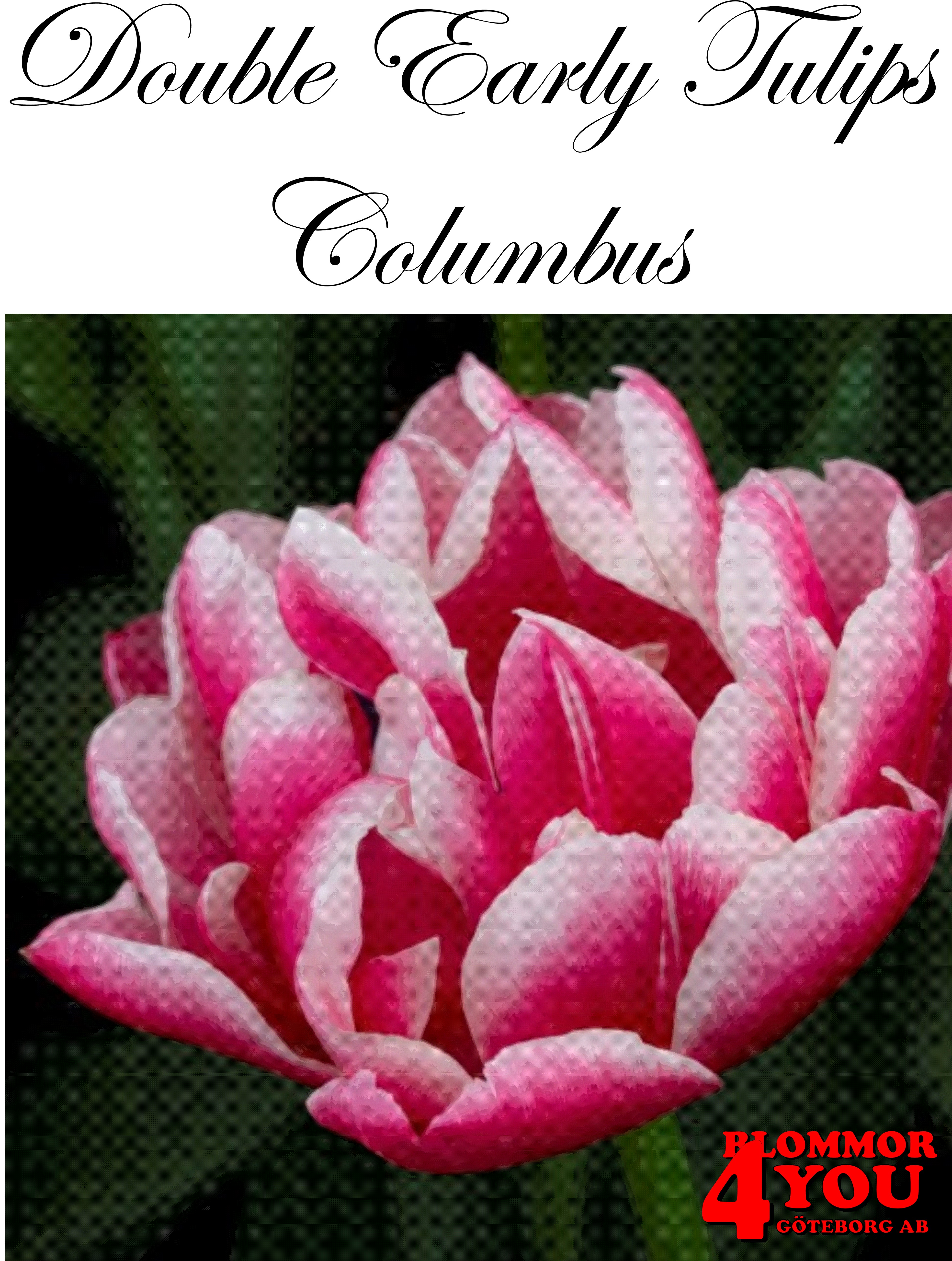 80010  COLUMBUS    DUBBEL TIDIG TULPAN