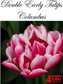 80010  COLUMBUS    DUBBEL TIDIG TULPAN