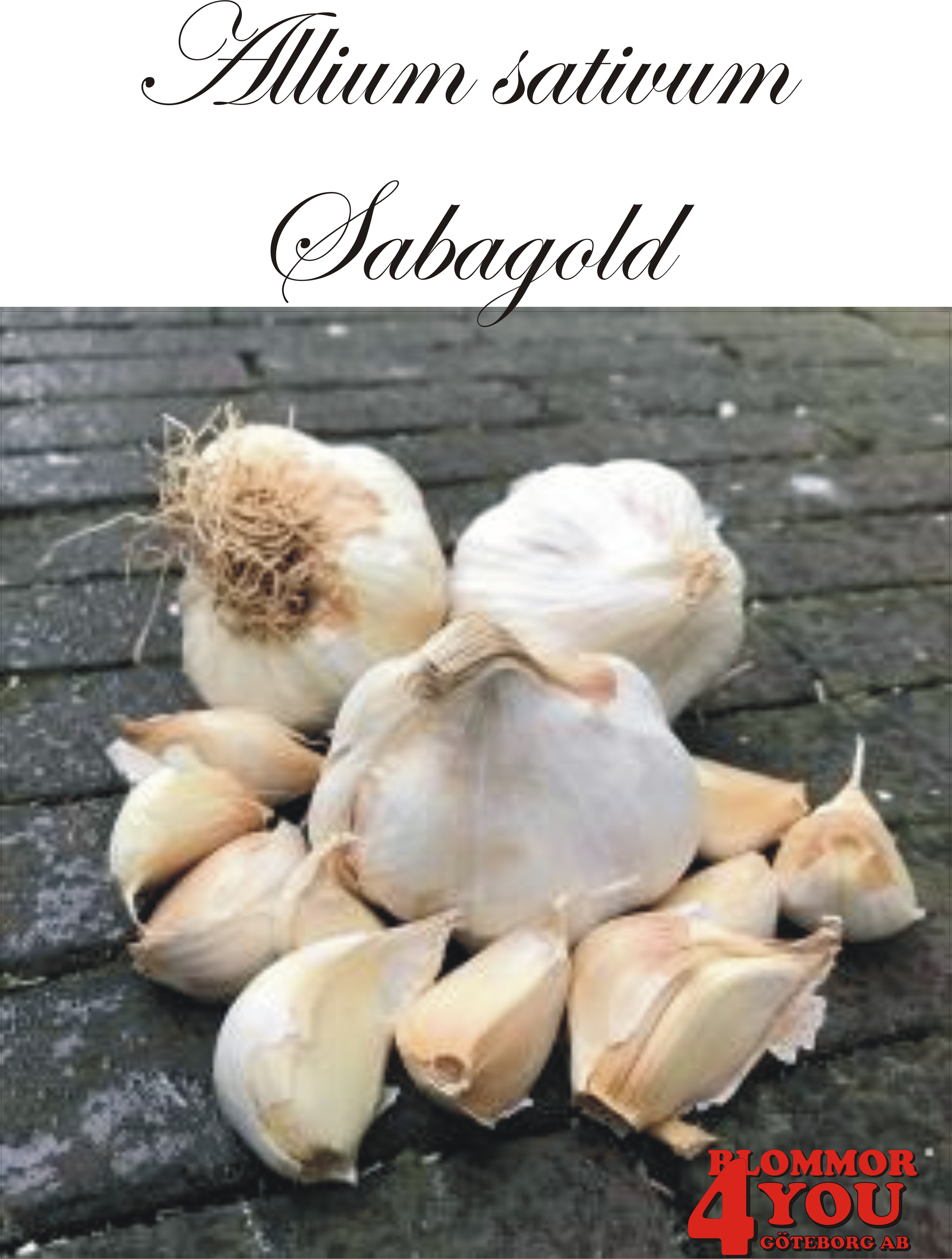 Vitlök   Allium sativum  SABAGOLD +60
