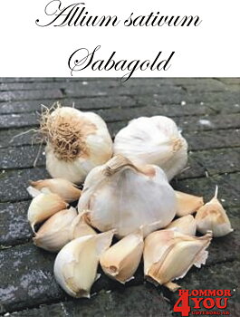 Vitlök   Allium sativum  SABAGOLD +60