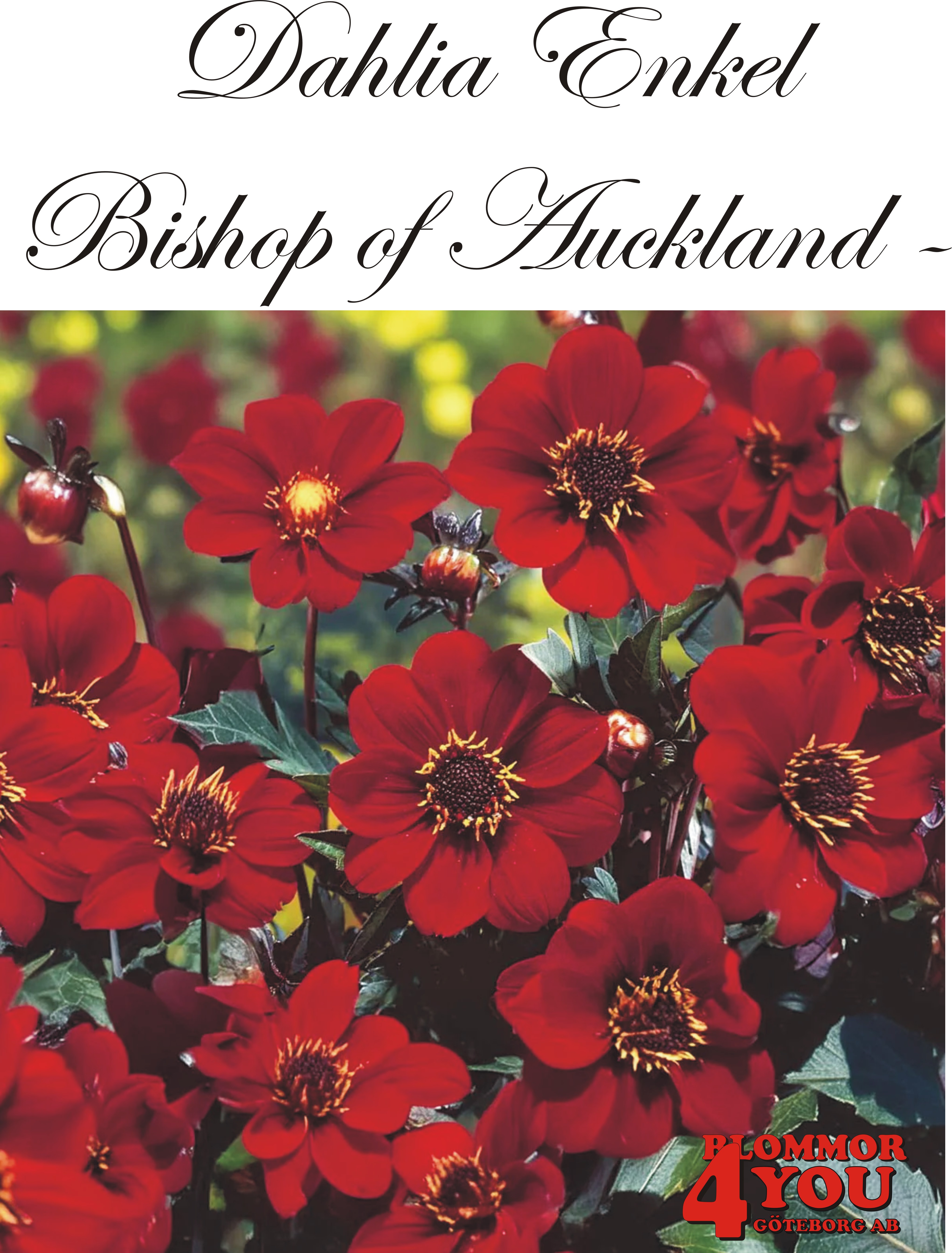 Dahlia Bishop of Auckland