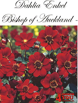 Dahlia Bishop of Auckland