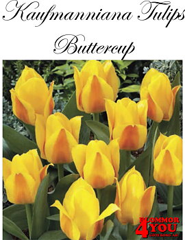 80050  BUTTERCUP    NÄCKROSTULPAN