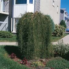 Caragana arborescens Walker Sh 80 Co - 2