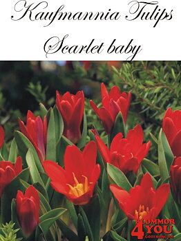 80065  SCARLET BABY    NÄCKROSTULPAN