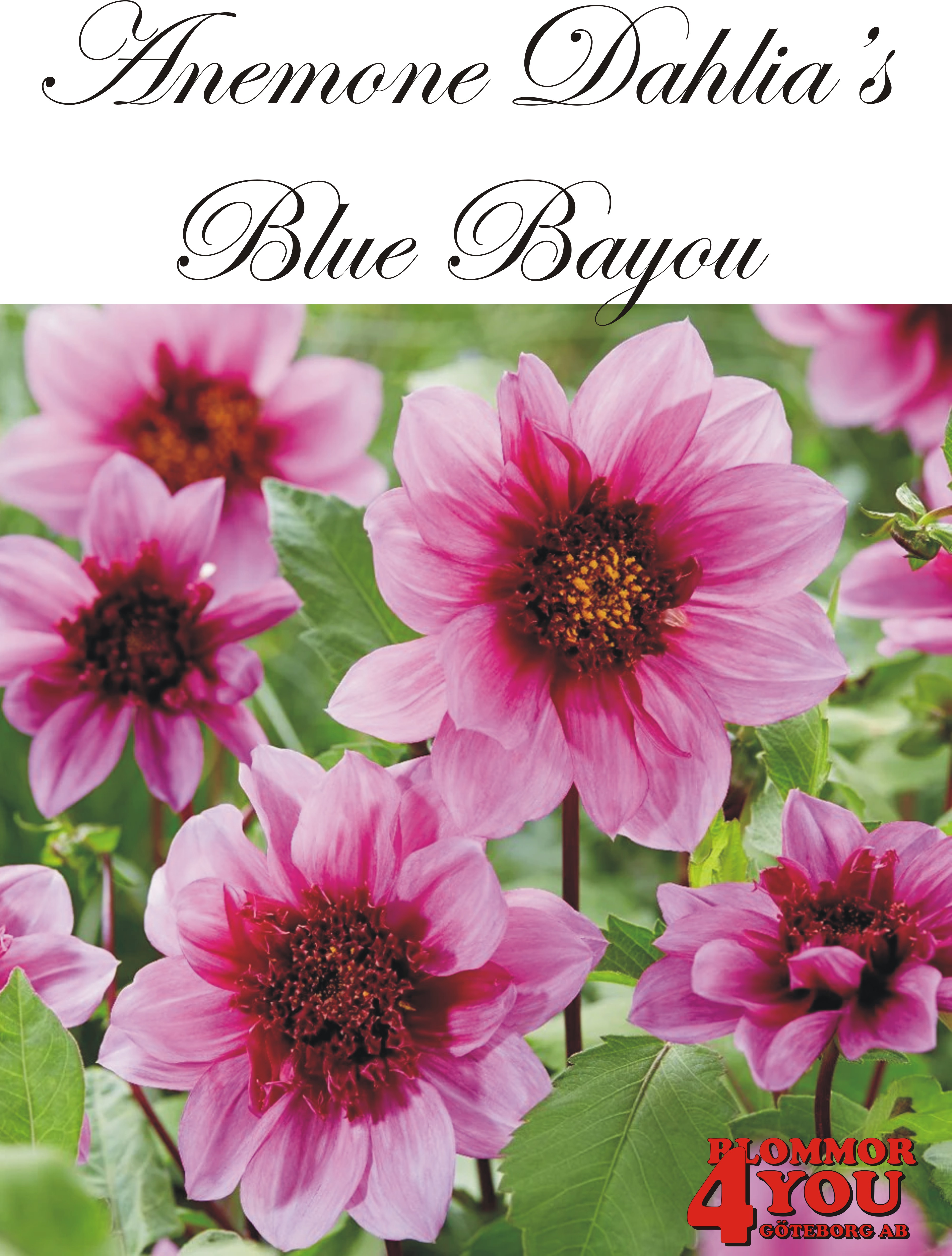 Dahlia      Blue Bayou