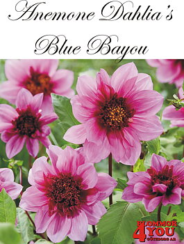 Dahlia      Blue Bayou