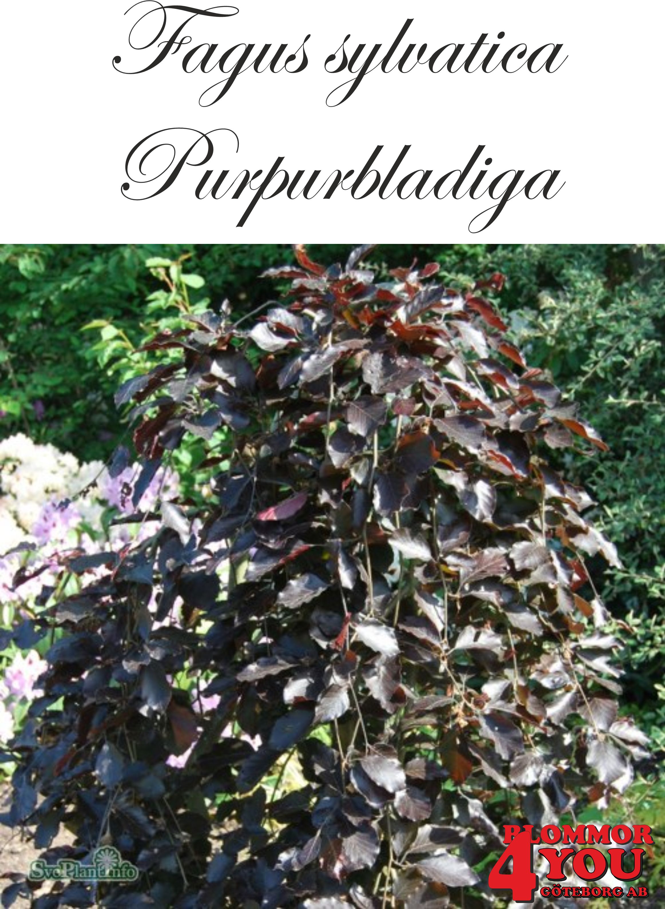 korbmarante medallion Calathea roseoptica 'Medaillon' kaufen main image 1