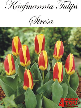 80070  STRESA    NÄCKROSTULPAN