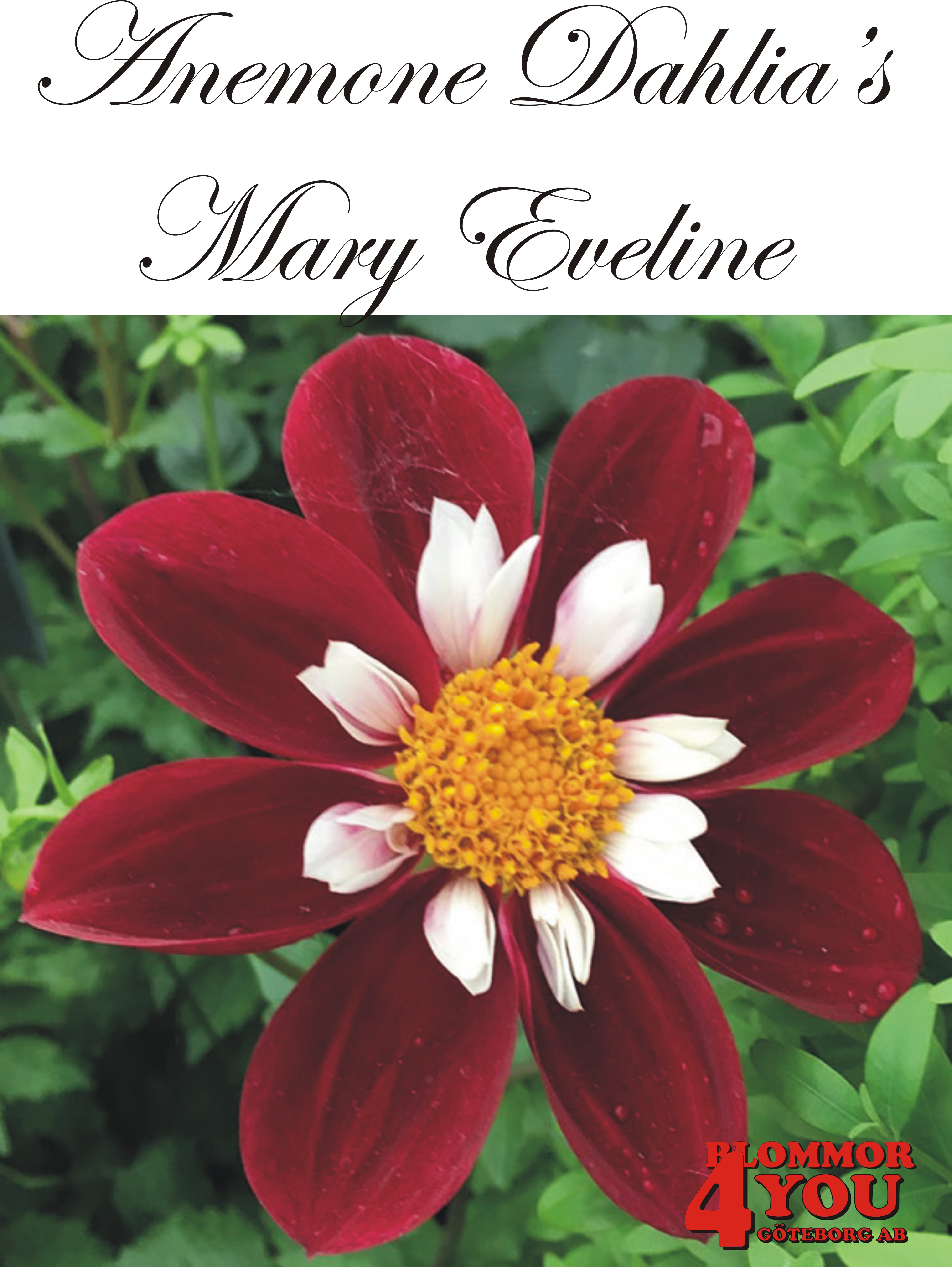 Dahlia      Mary Eveline