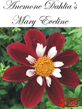 Dahlia      Mary Eveline