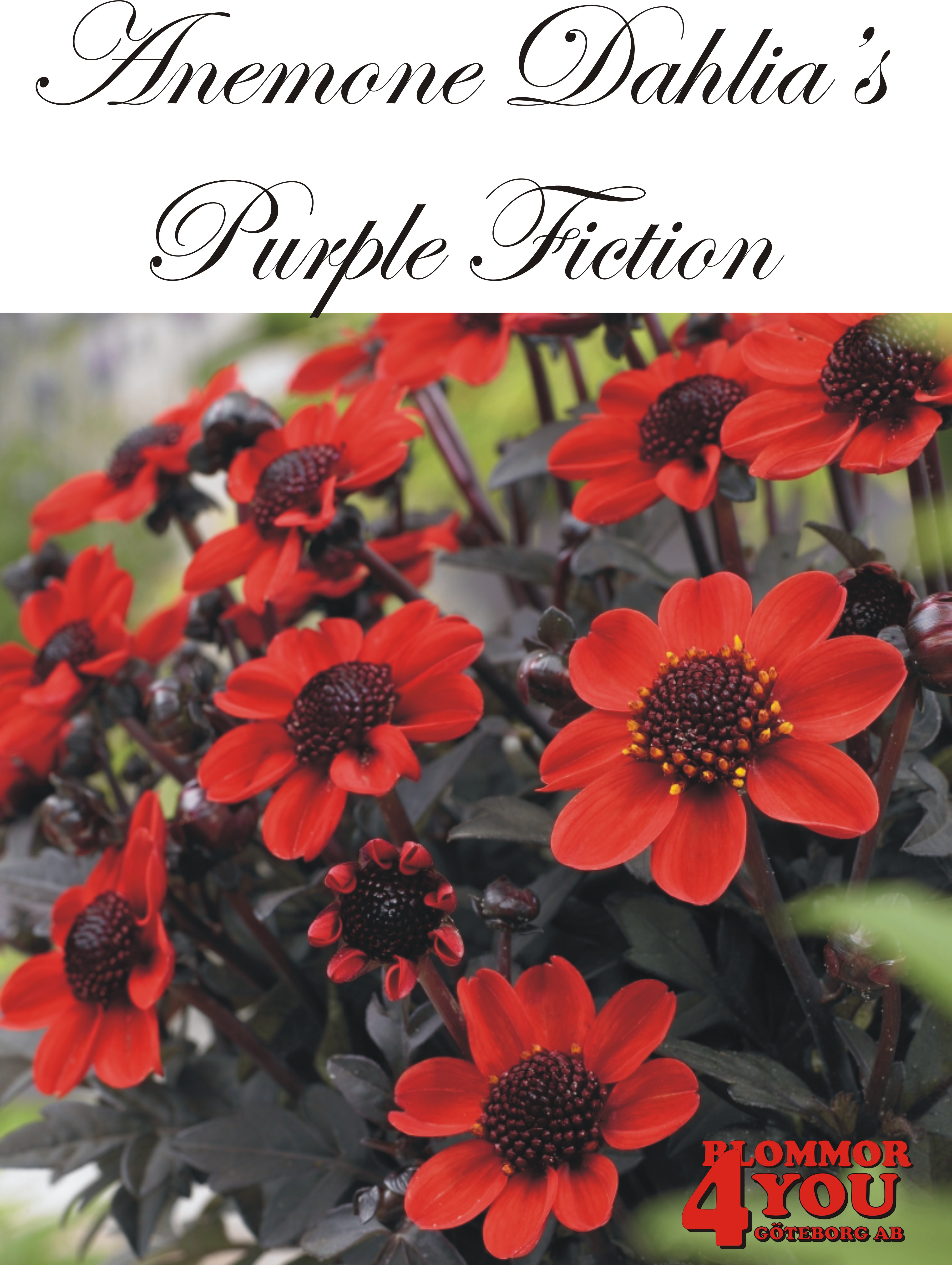 Anemone   Dahlia      Purple Fiction