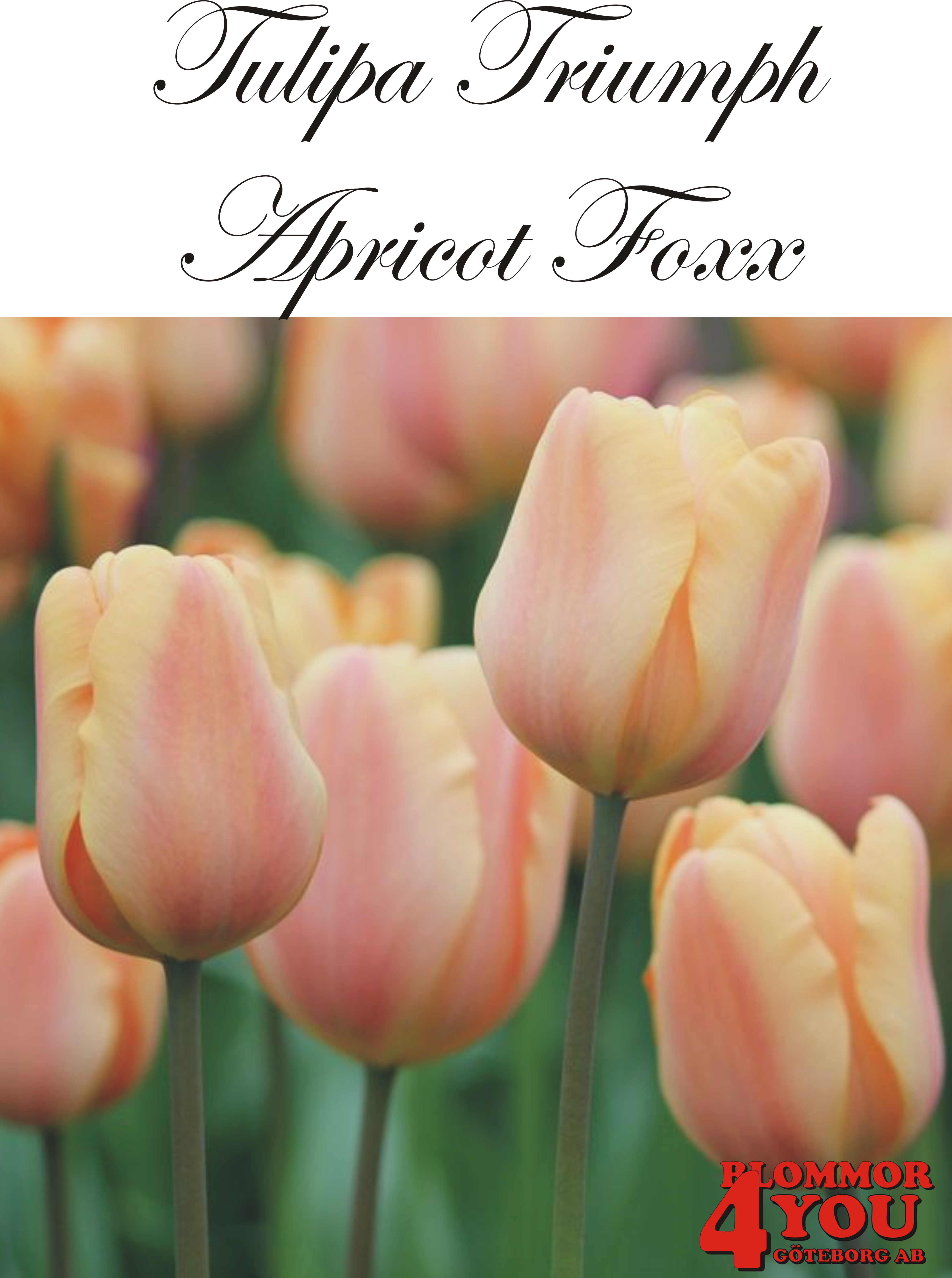 80100  APRICOT FOXX    TRIUMPHTULPAN