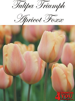 80100  APRICOT FOXX    TRIUMPHTULPAN