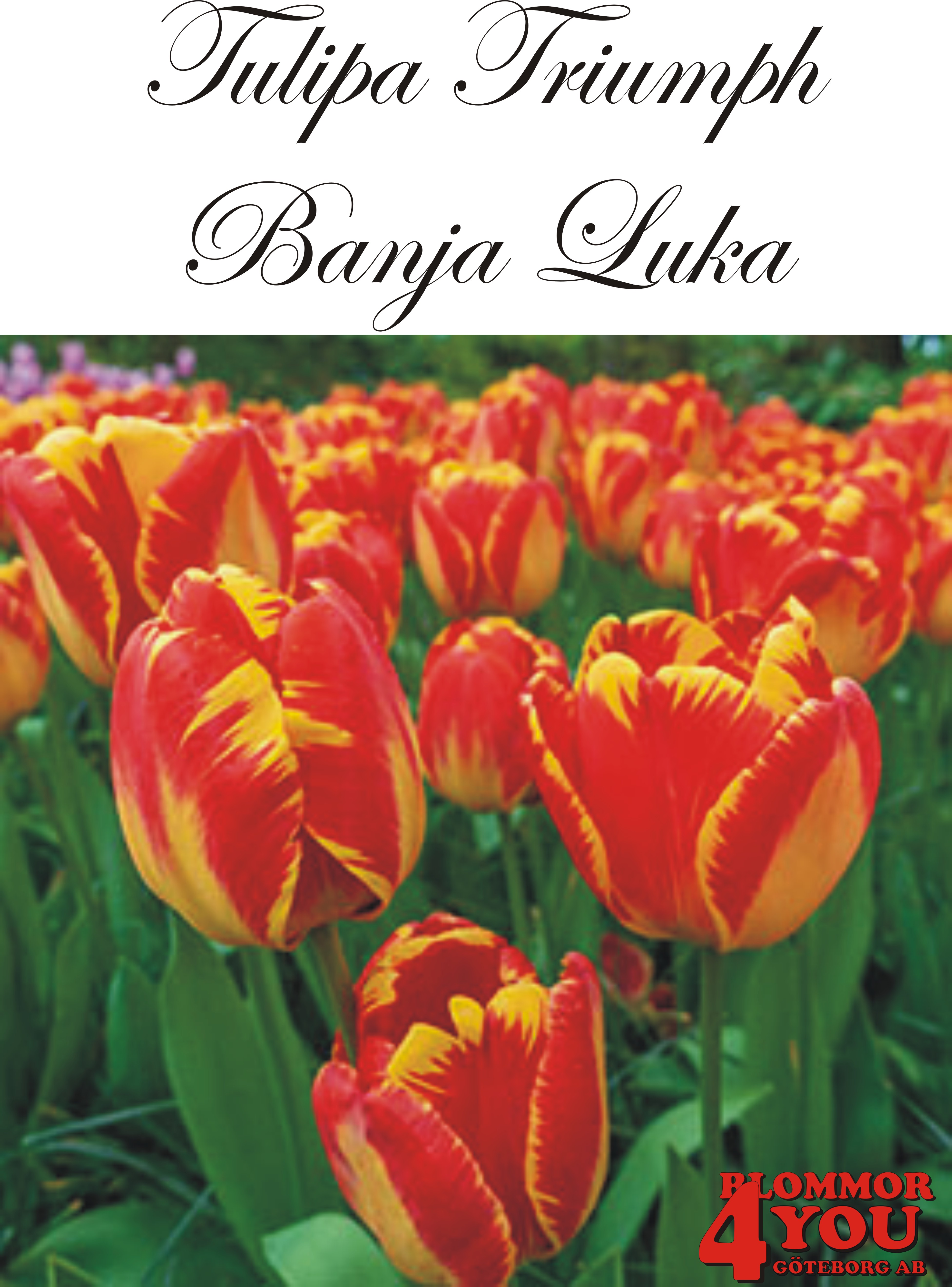 80105  BANJA LUKA     TRIUMPHTULPAN