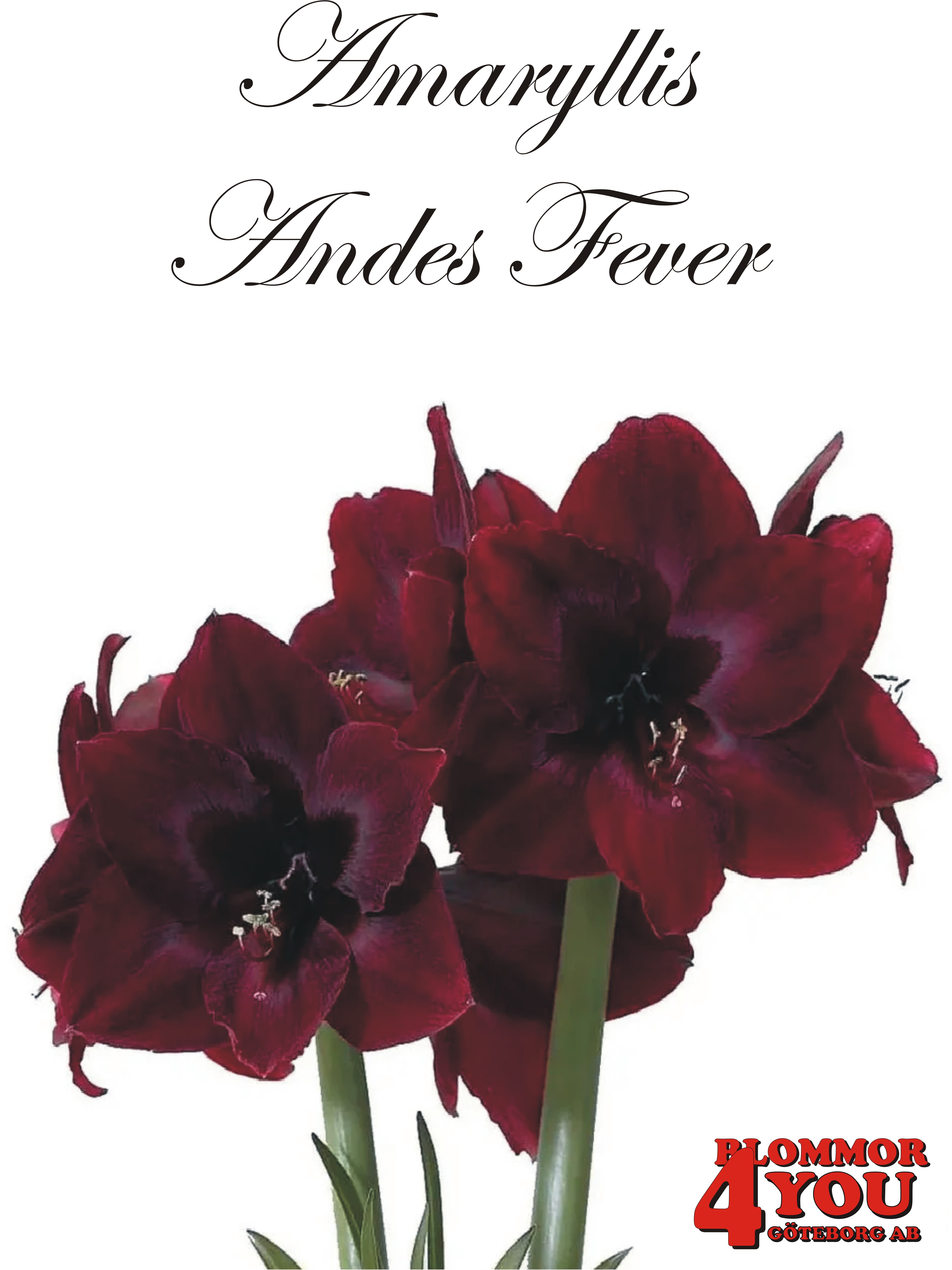 7539  Amaryllis  Jumbo Andes Fire Lökstorlek: *34/+