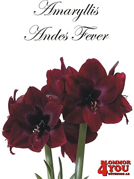 7539  Amaryllis  Jumbo Andes Fire Lökstorlek: *34/+
