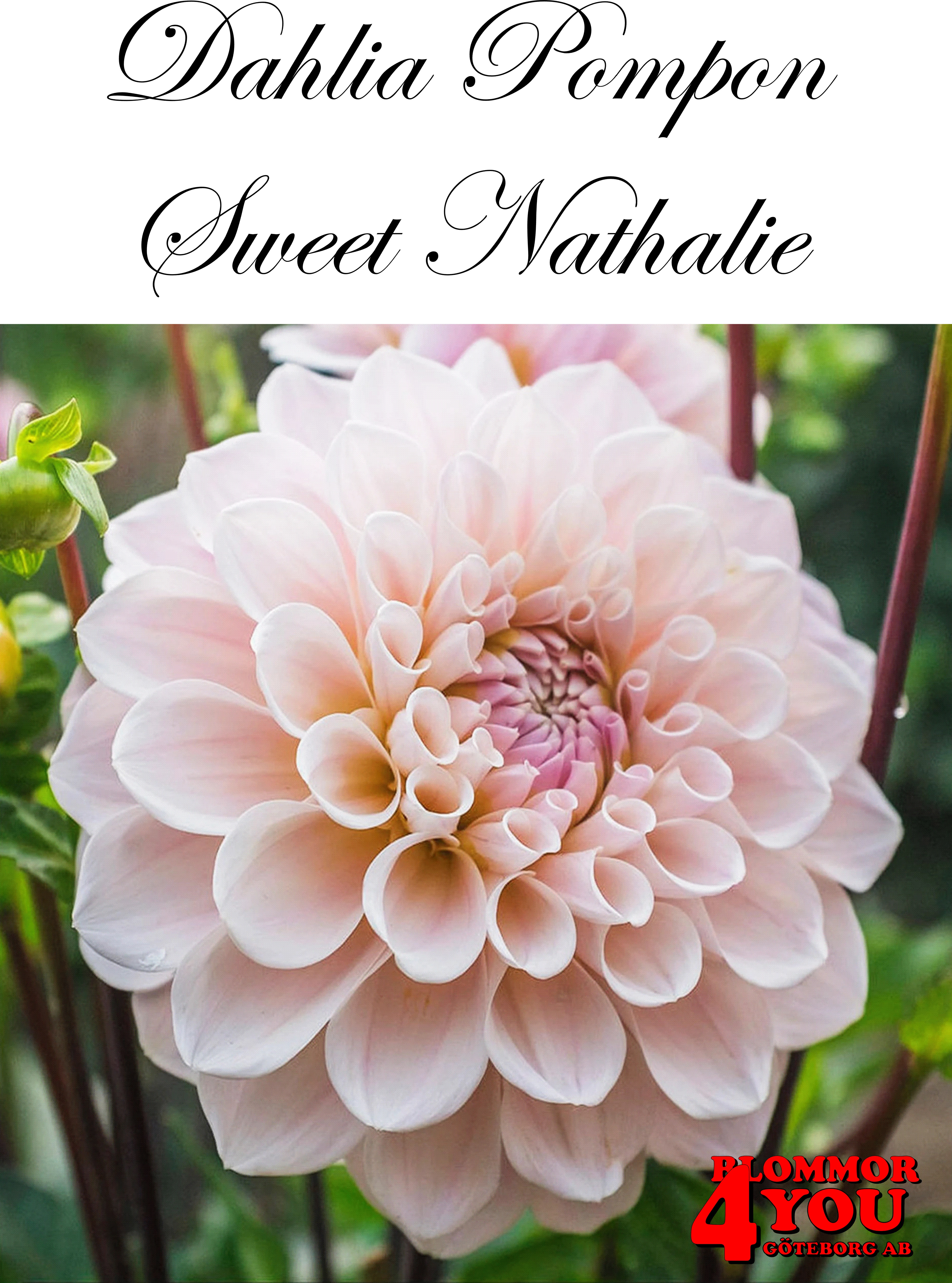 Dahlia Sweet Nathalie