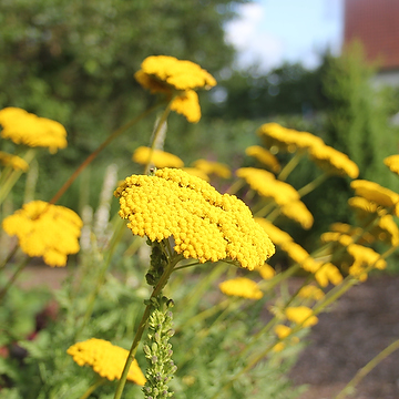 1064  Achillea filipendulina  Parkers Variety  I  Svenskt namn  :Praktröllika  I  Krukstorlek   : 11c  I  Höjd  :  120 cm  I  Blomningstid :  juni-aug - 2