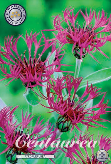 Centaurea Atropurpurea X1  (Barrotad) - 2