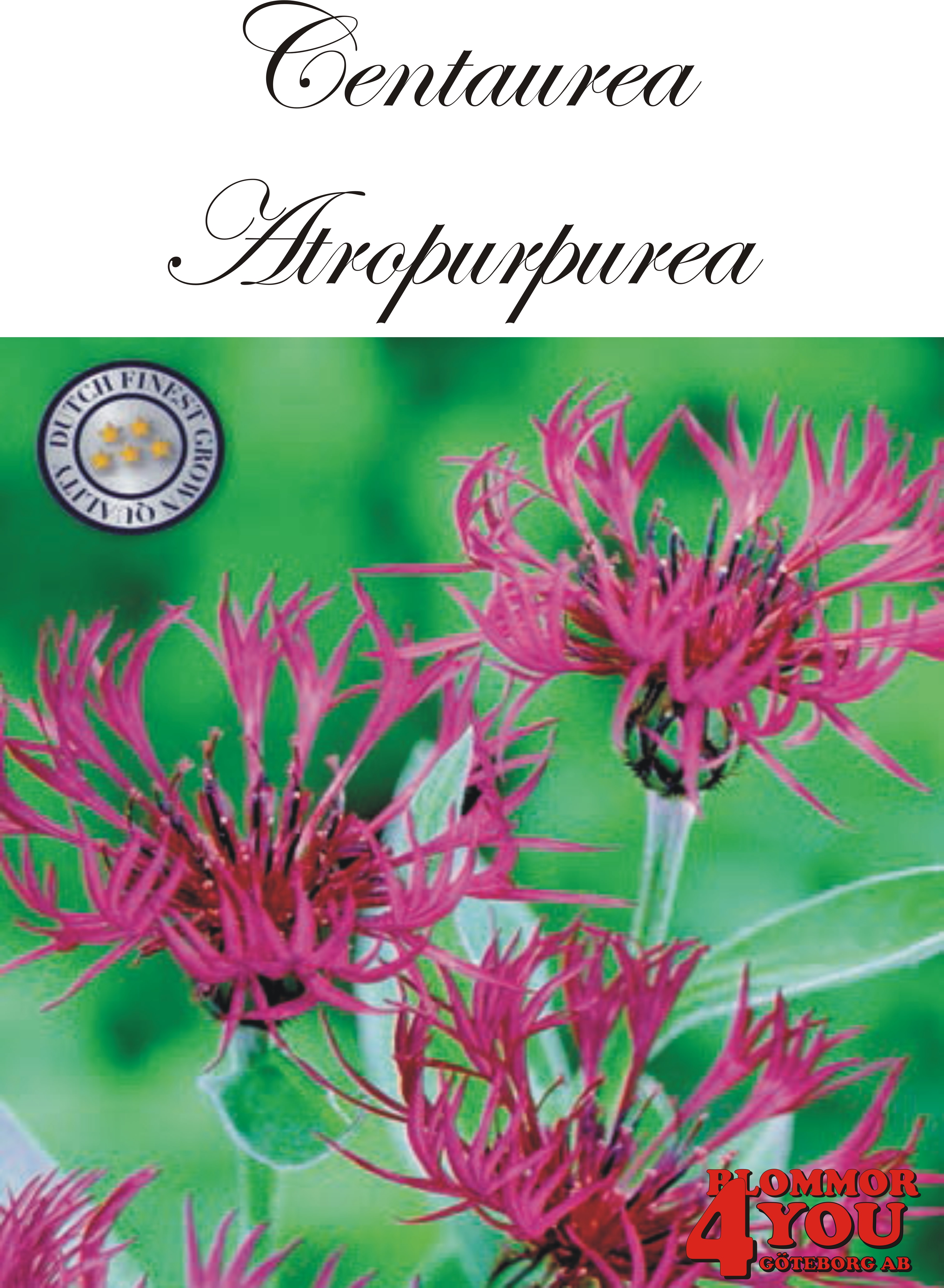 Centaurea Atropurpurea X1  (Barrotad)