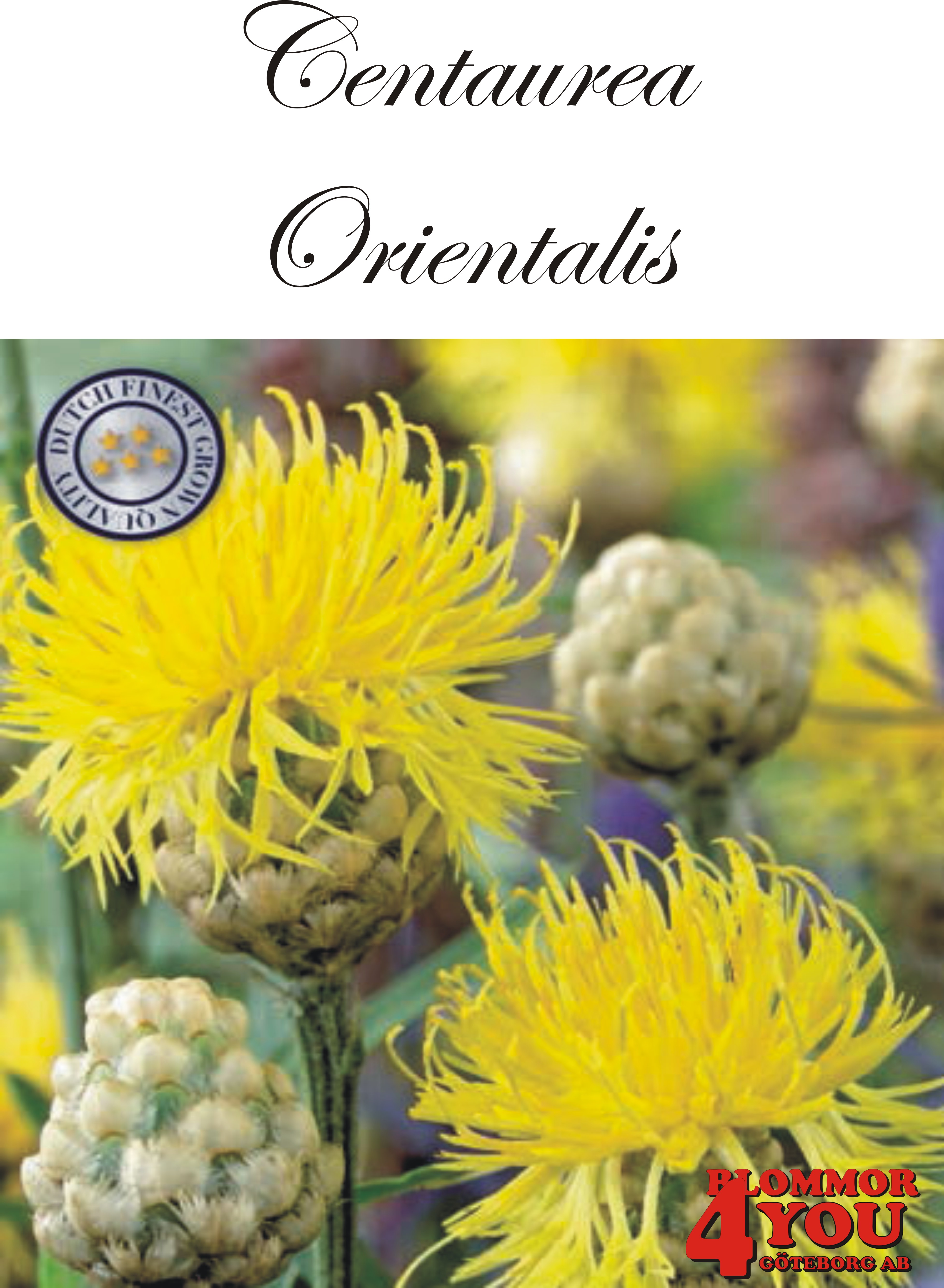 Centaurea Orientalis X1  (Barrotad)