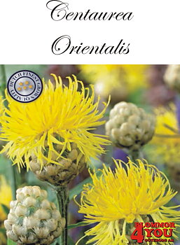 Centaurea Orientalis X1  (Barrotad)