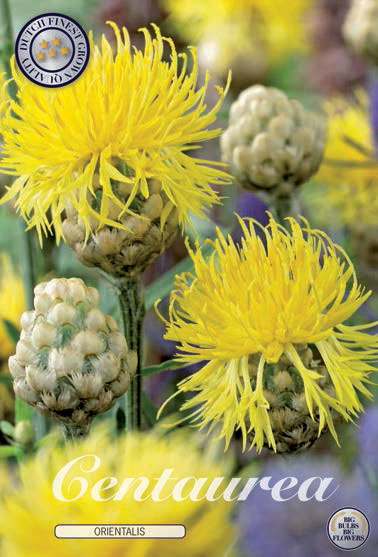 Centaurea Orientalis X1  (Barrotad) - 2