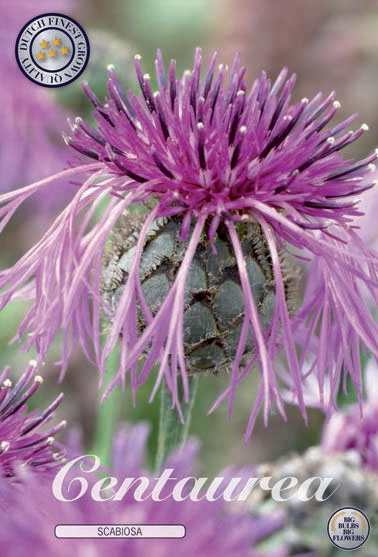 Centaurea Scabiosa X1  (Barrotad) - 2