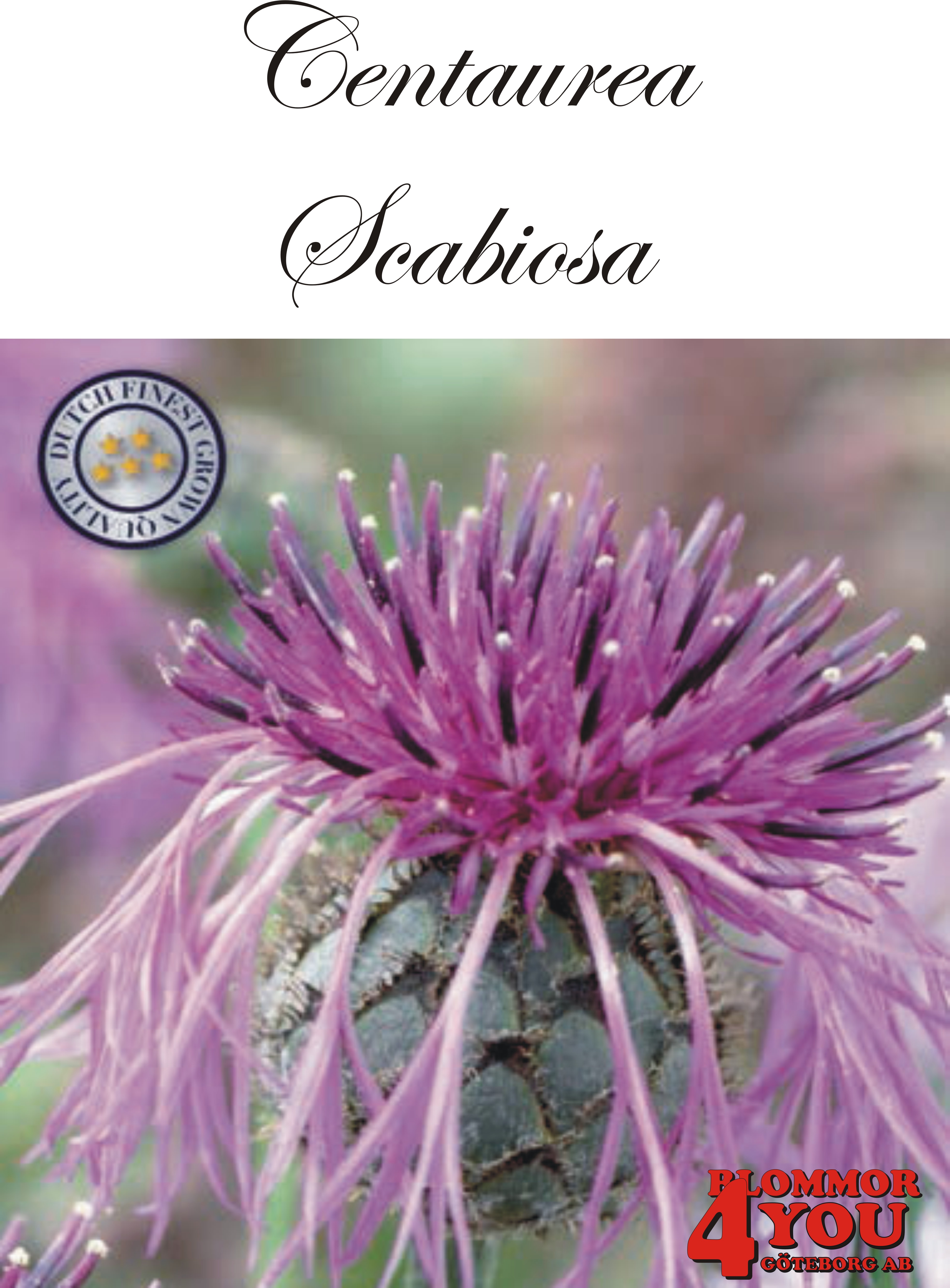 Centaurea Scabiosa X1  (Barrotad)