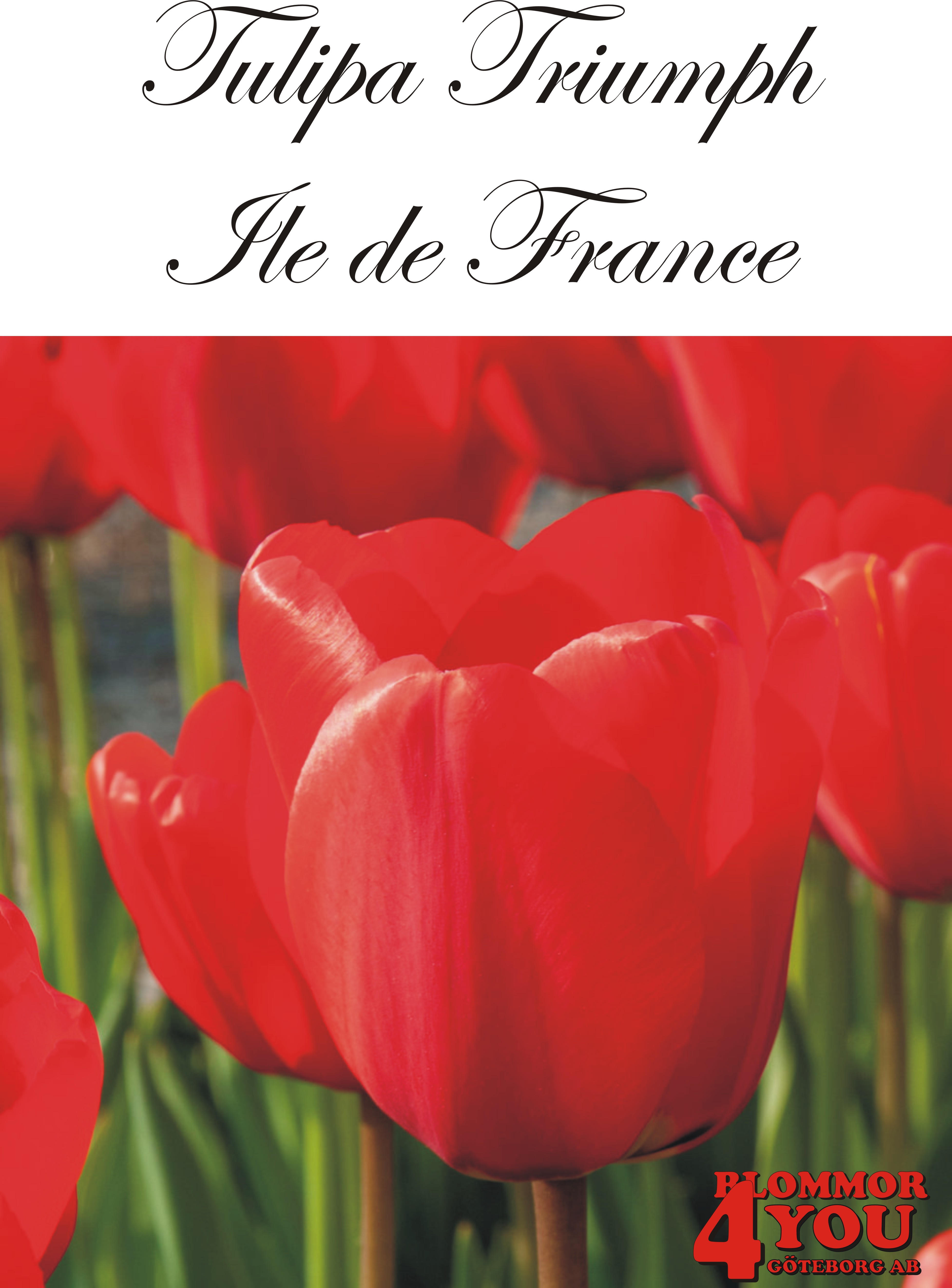 80185  ILÉ DE FRANCE      TRIUMPHTULPAN