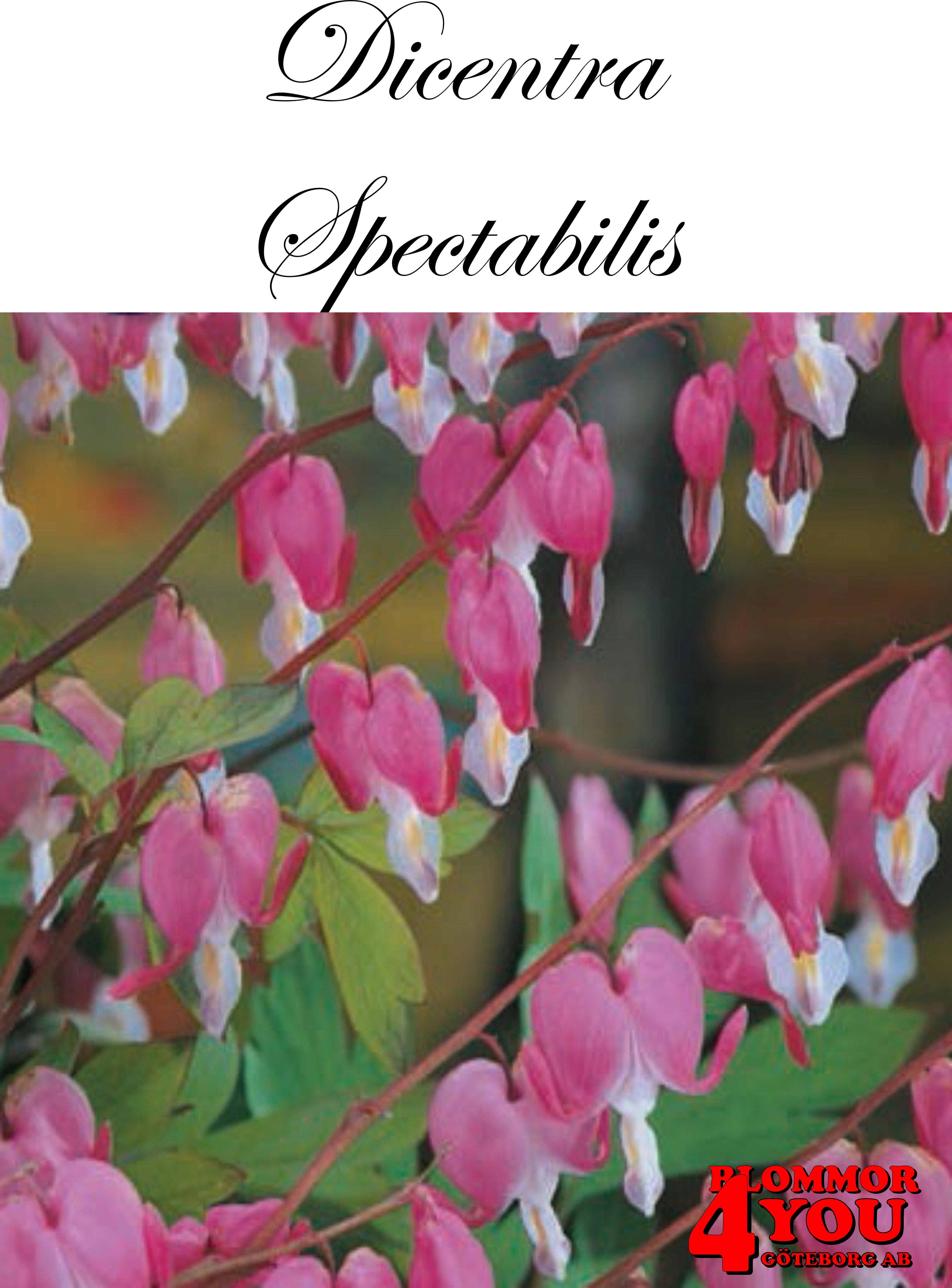 Dicentra Spectabillis X1  (Barrotad)