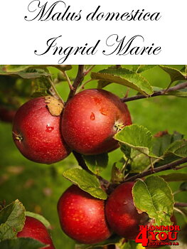 Äpple M.dom Ingrid Marie E A2    Stam 2-års A-kv Co/Pack Co