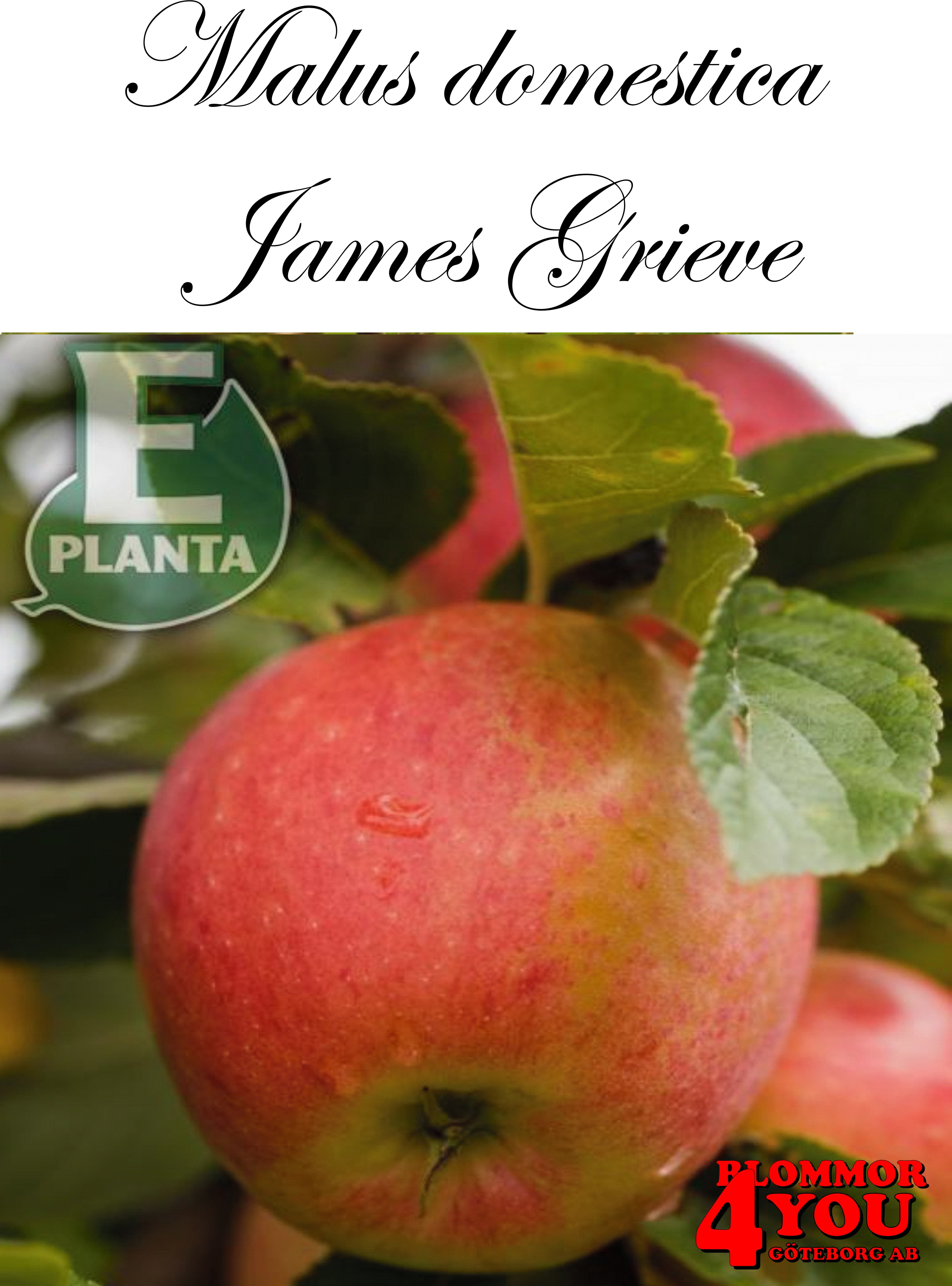 Äpple M.dom James Grieve E A2    Stam 2-års A-kv Co/Pack Co