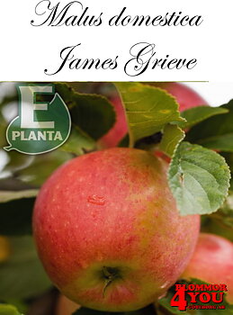 Äpple M.dom James Grieve E A2    Stam 2-års A-kv Co/Pack Co