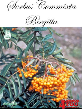 Sorbus (Commixta) Birgitta E Utr 200-250 Co