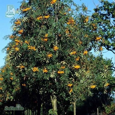Sorbus (Commixta) Birgitta E Utr 200-250 Co - 2