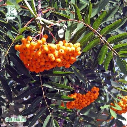 Sorbus (Commixta) Birgitta E Utr 200-250 Co - 3