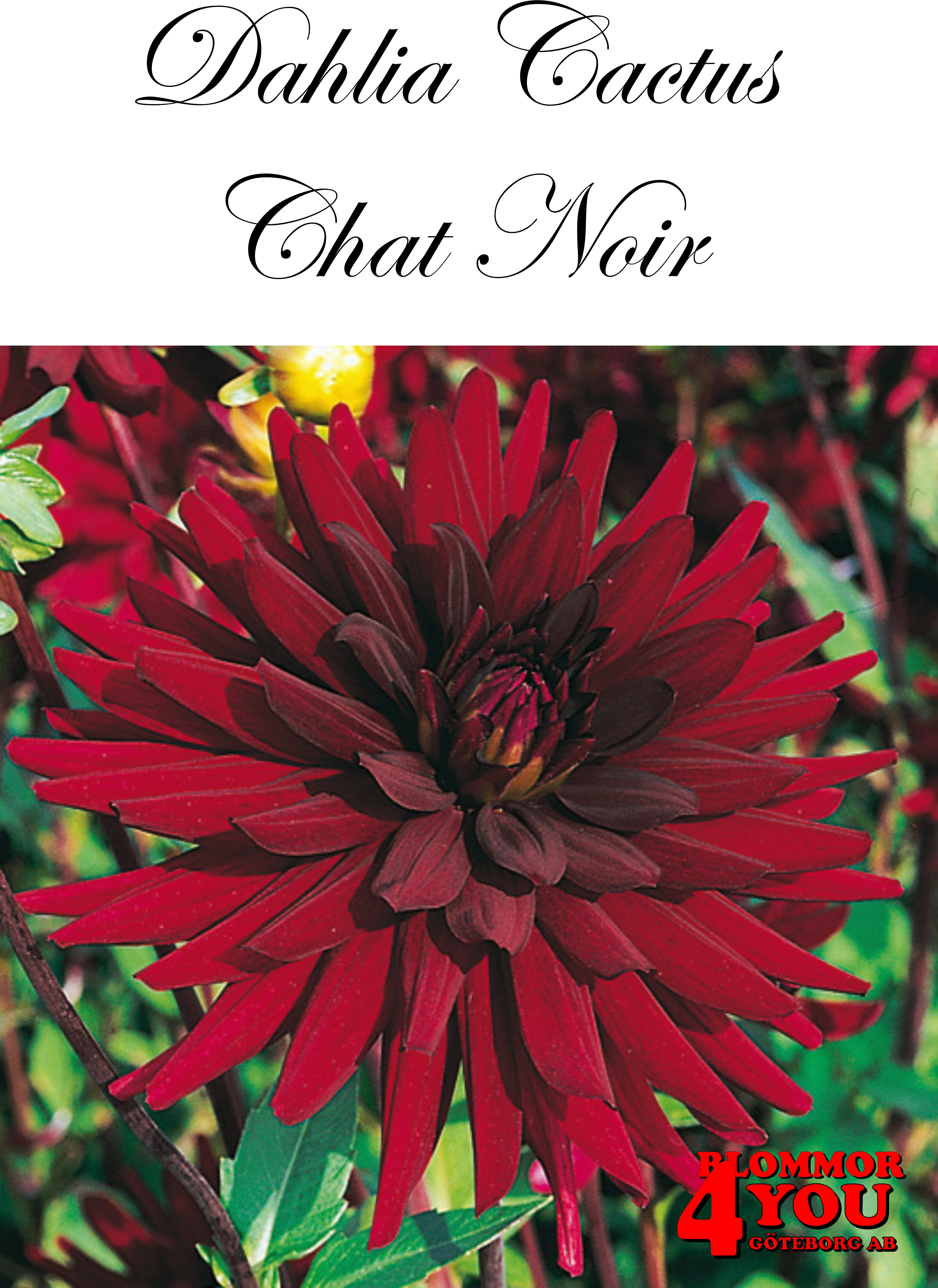 Dahlia Cactus   Chat Noir