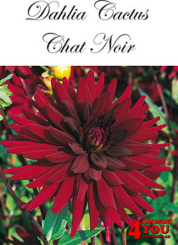 Dahlia Cactus   Chat Noir