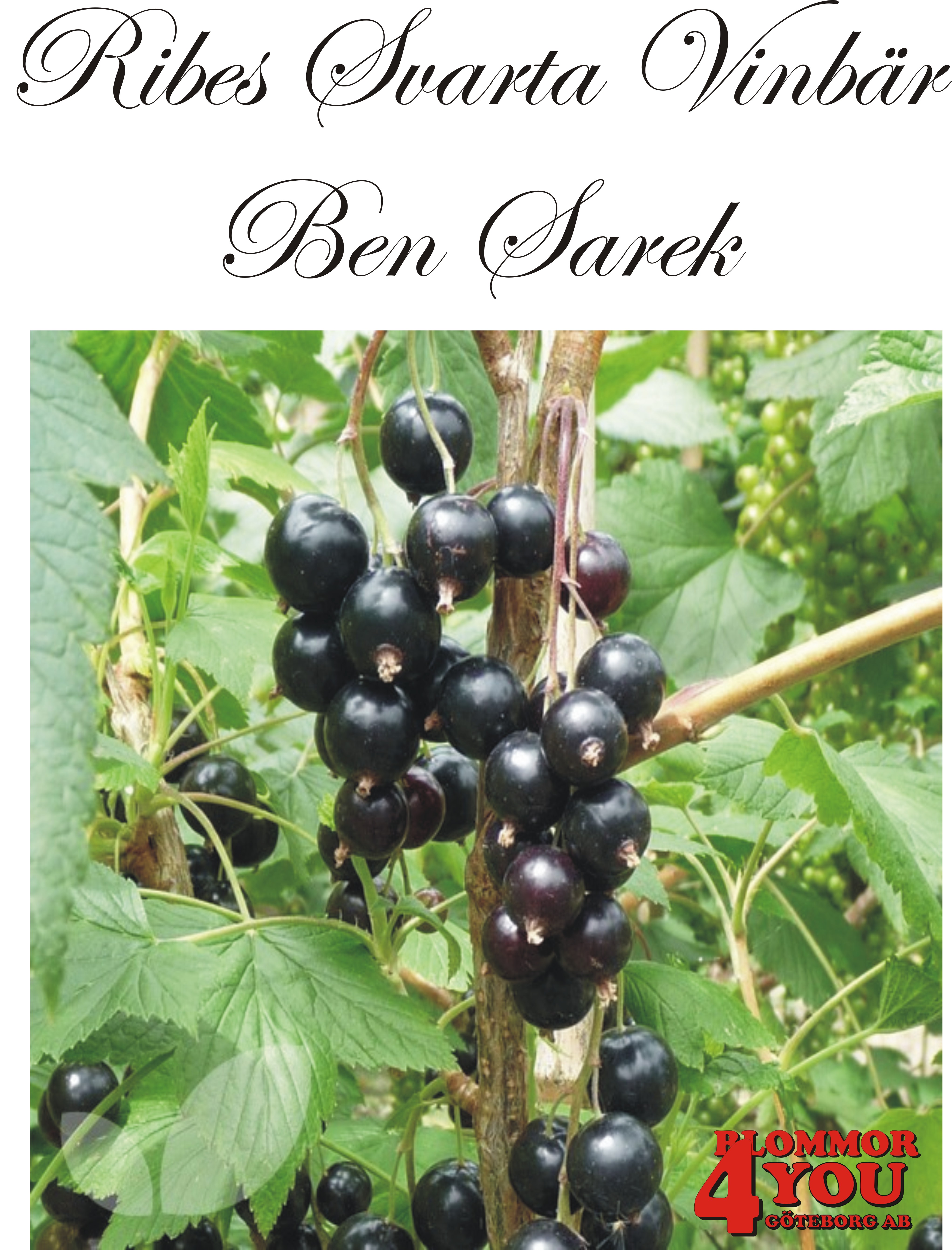 Ribes nigrum (Svarta vinbär) BEN SAREK (CAC) Busk C3,5