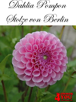 Dahlia Stolze von Berlin