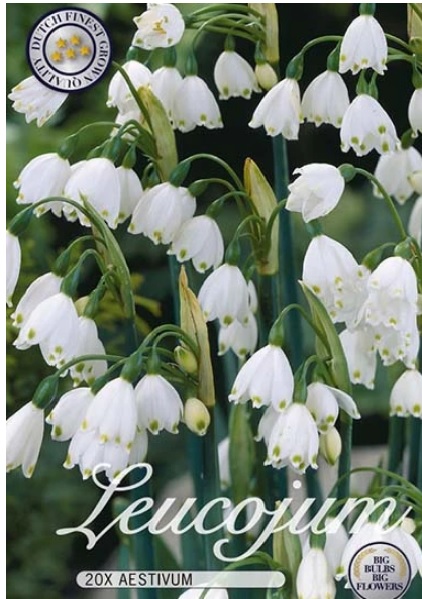 10125  LEUCOJUM  AESTIVUM  Antal lökar   20.St  Storlek  10/12