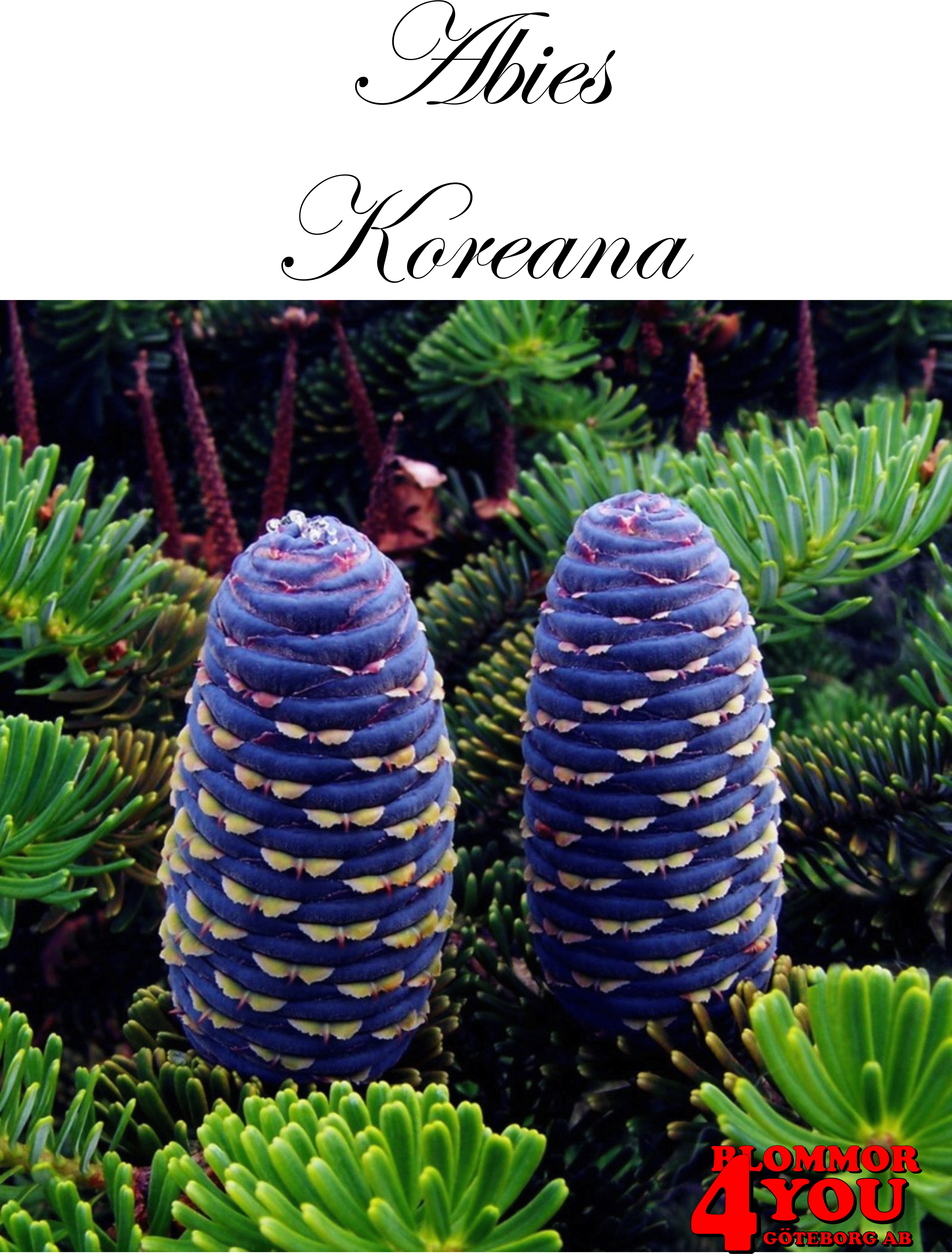Abies koreana  Koreagran   (Korean Fir)   20-40 Co