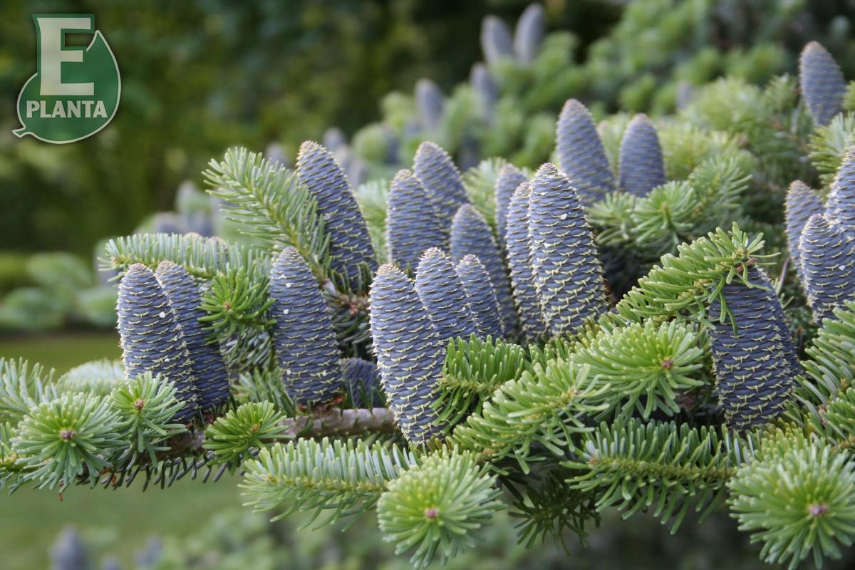 Abies koreana  Koreagran   (Korean Fir)   20-40 Co - 2
